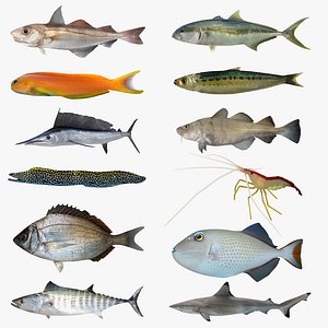 Sea-life Collection
