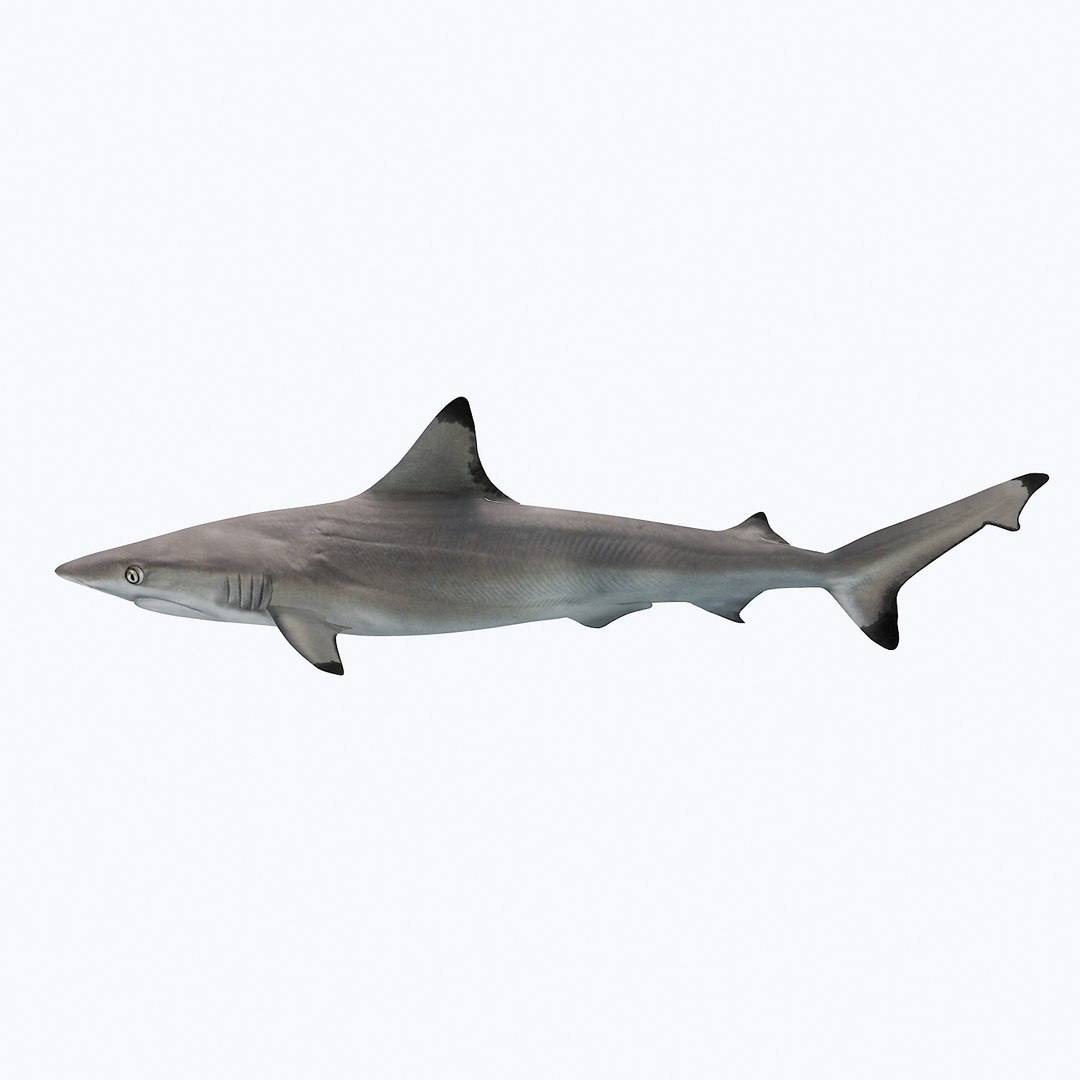 3D sea-life sea model https://p.turbosquid.com/ts-thumb/ju/YDhhcC/bGmkr824/blacktipshark_r1aa/jpg/1512158217/1920x1080/fit_q87/ada114969be531443dc80e52e403d62044e59d41/blacktipshark_r1aa.jpg