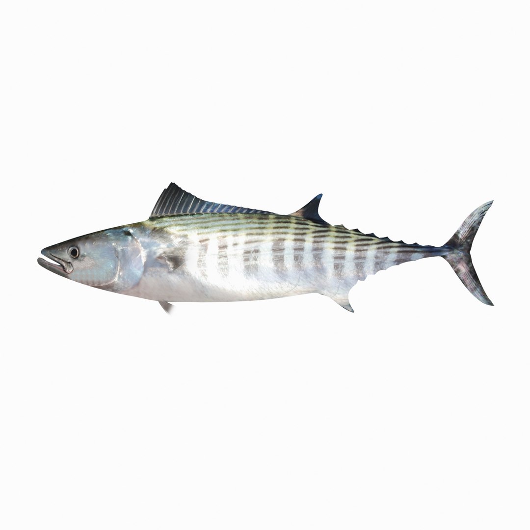 3D sea-life sea model https://p.turbosquid.com/ts-thumb/ju/YDhhcC/c52gttX3/bonito_r1aa/jpg/1512158217/1920x1080/fit_q87/d32c9e90cd5aa8679a2cf13b0ab6c16b332552b9/bonito_r1aa.jpg