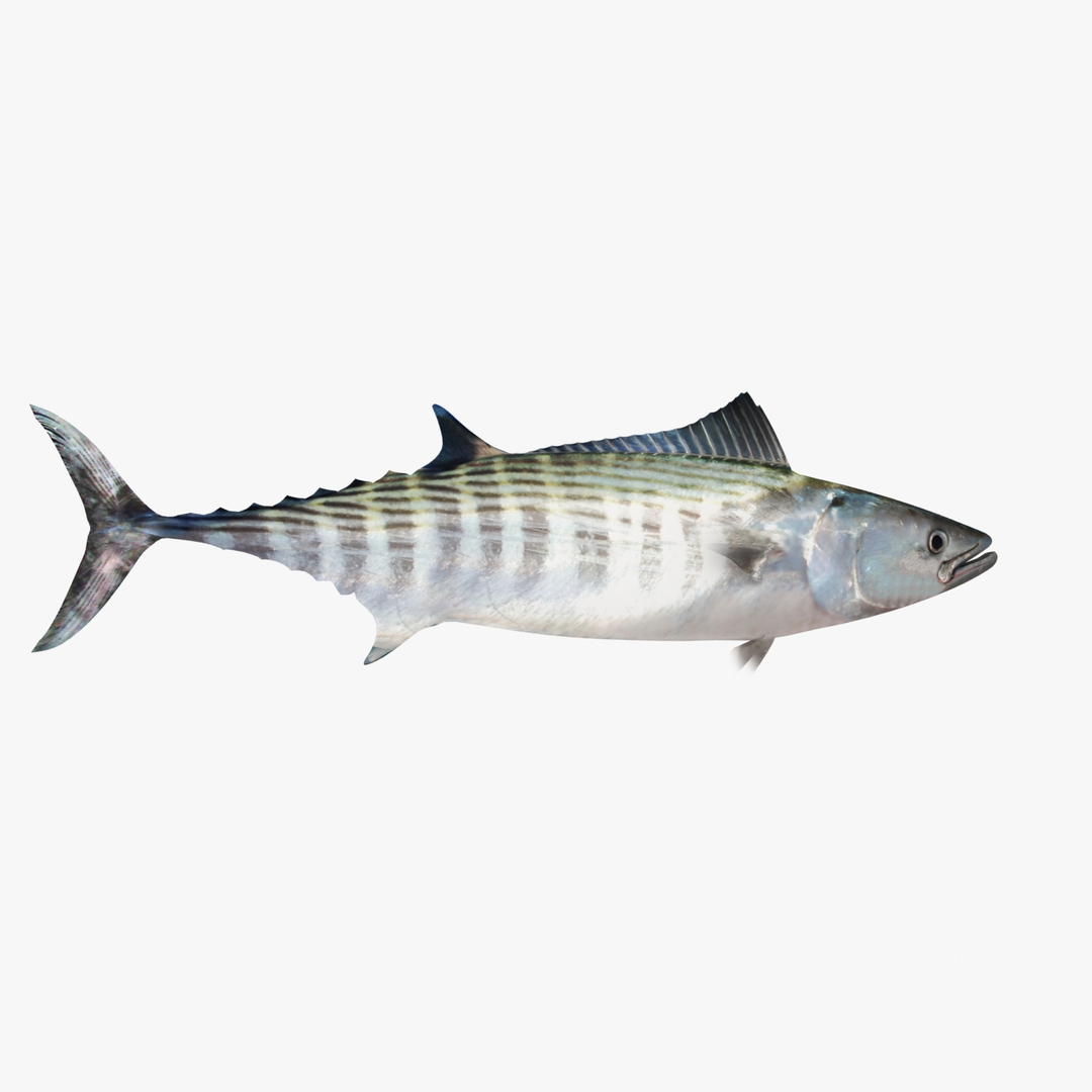 3D sea-life sea model https://p.turbosquid.com/ts-thumb/ju/YDhhcC/dNc8L0uP/bonitott/jpg/1512158703/1920x1080/turn_fit_q99/65ed6d09c13500d6eff888d90eb9dc0b1de64f79/bonitott-1.jpg