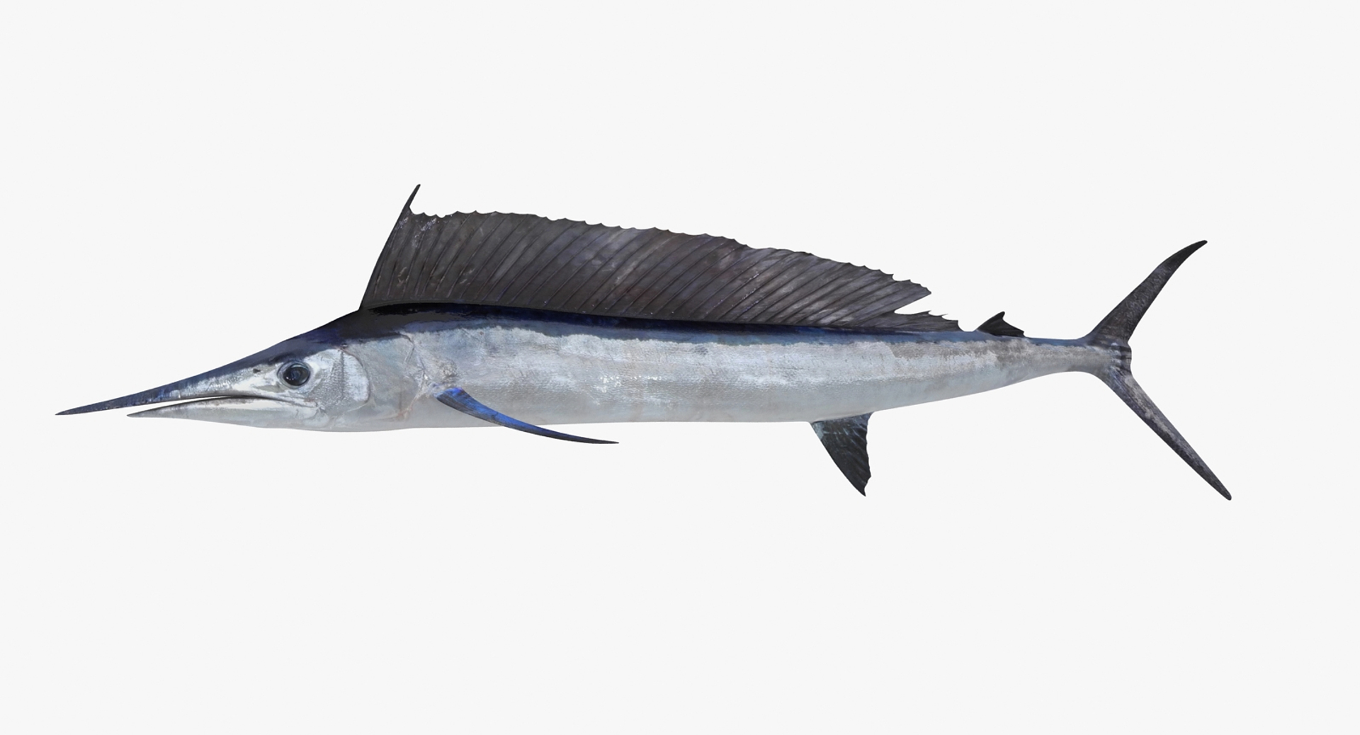 3D sea-life sea model https://p.turbosquid.com/ts-thumb/ju/YDhhcC/dxDE6TFH/longbillspeartt/jpg/1512159149/1920x1080/turn_fit_q99/efb22201cc3b670b9e5c94fd2718e4deca1a7238/longbillspeartt-1.jpg