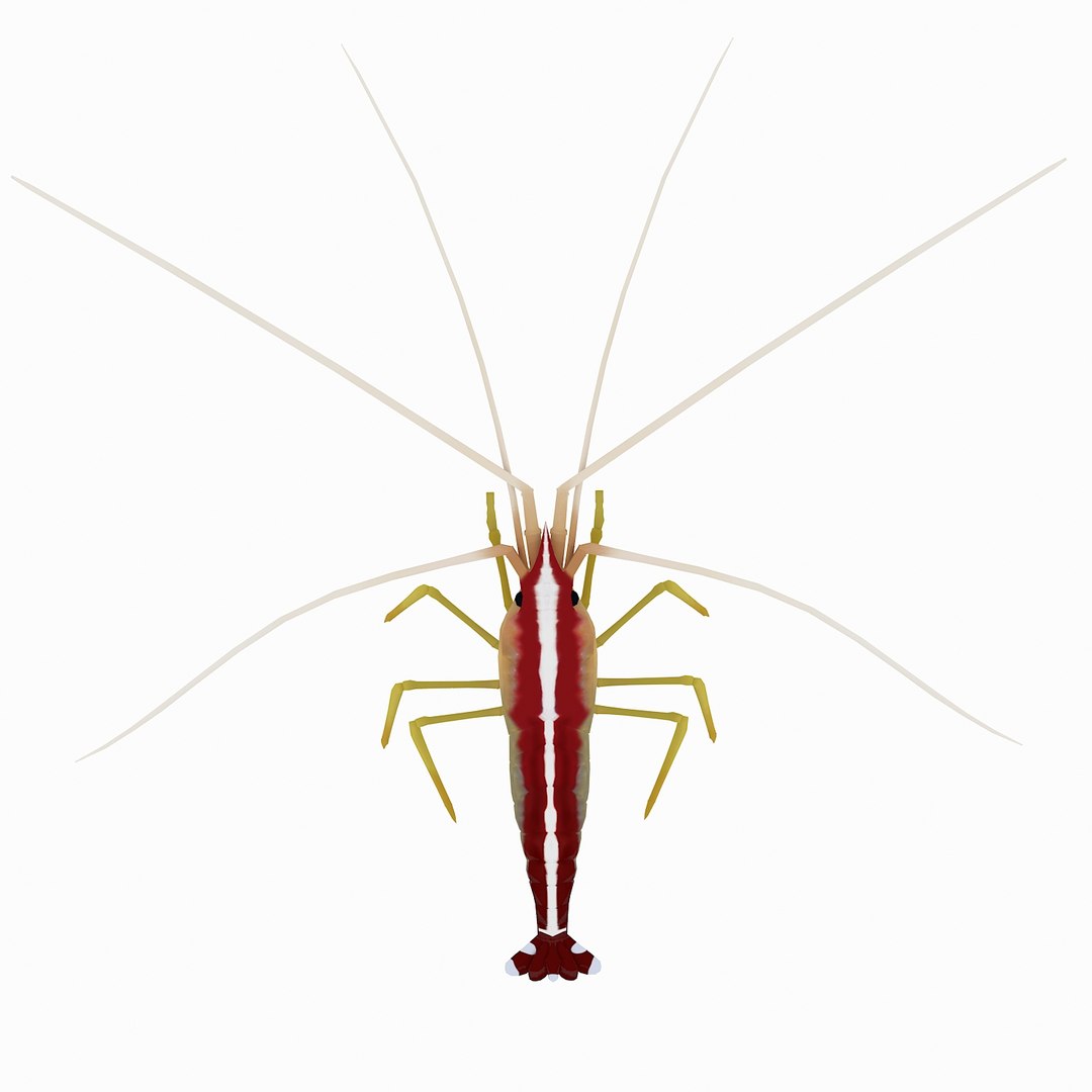 3D sea-life sea model https://p.turbosquid.com/ts-thumb/ju/YDhhcC/m6qYUPVg/cleanershrimp_r2/jpg/1512158361/1920x1080/fit_q87/049a402605b7bc49b3c18fb71eec4732410e62a0/cleanershrimp_r2.jpg