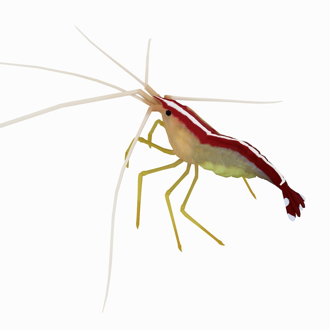 3D sea-life sea model https://p.turbosquid.com/ts-thumb/ju/YDhhcC/yzvZMHEO/cleanershrimp_r3/jpg/1512158361/1920x1080/fit_q87/a93fda2701a2afd2e7ac9282cabadf310819a30d/cleanershrimp_r3.jpg