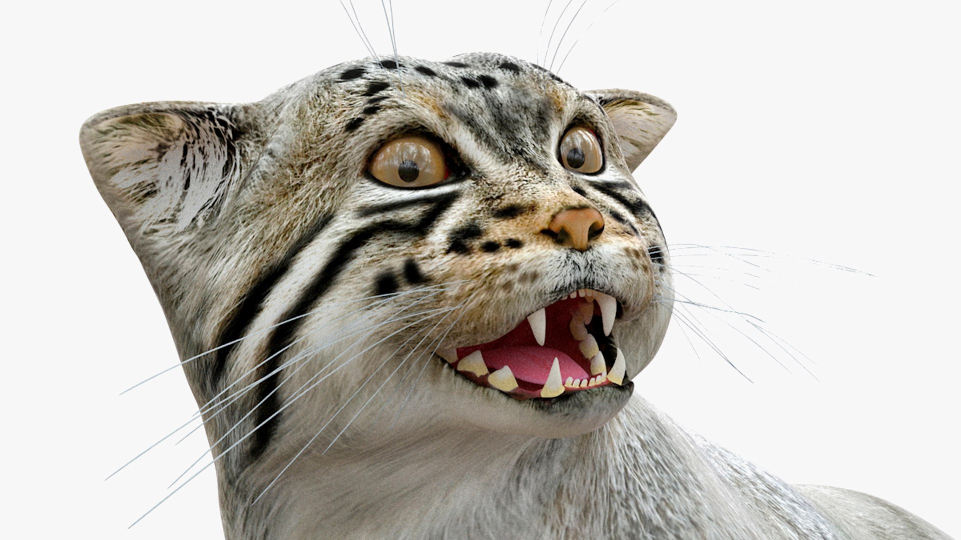Cat Rigged Animated 3D model preview