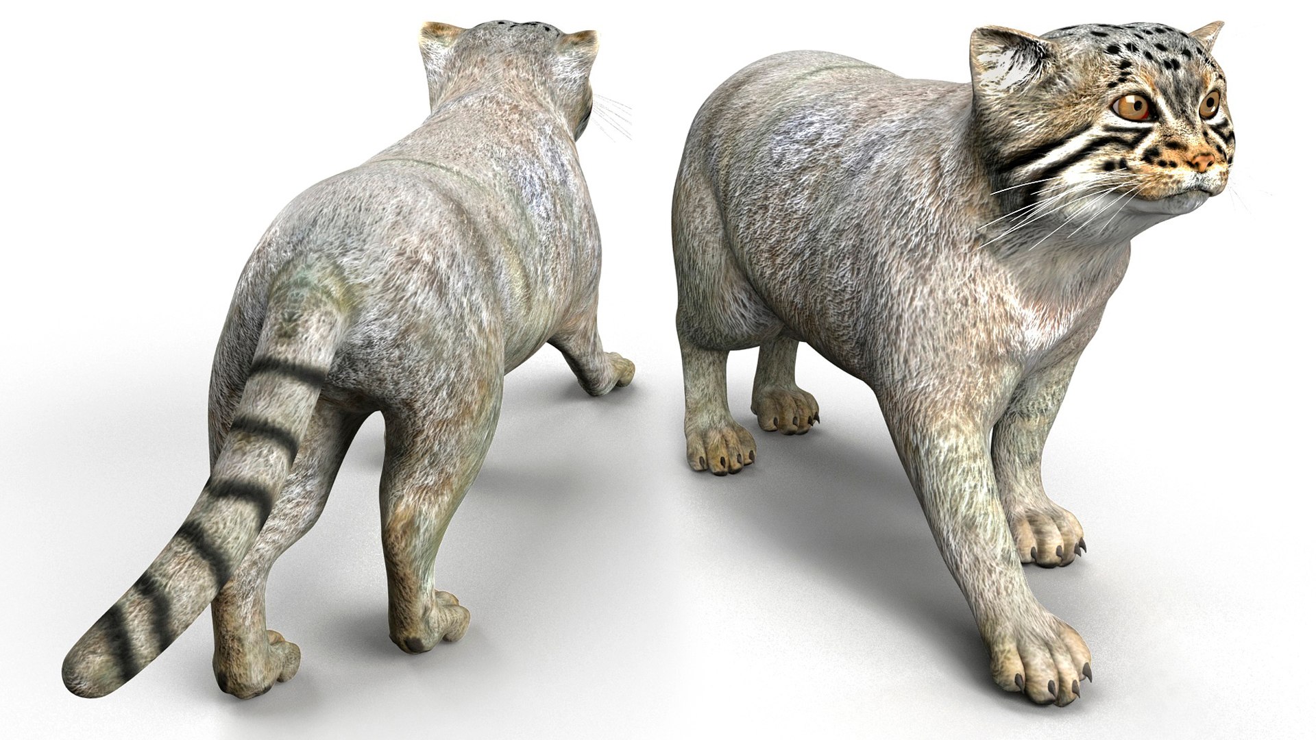 3D Cat Rigged Animated - TurboSquid 2264132
