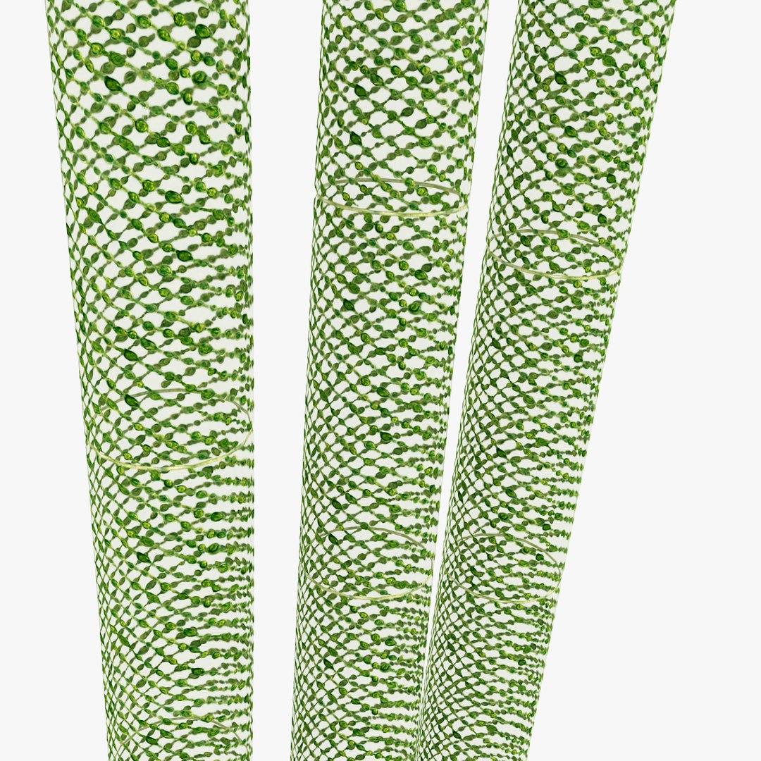 unicellular green alga 3d model https://p.turbosquid.com/ts-thumb/ju/dFblTh/gIh4MIDU/_c/jpg/1364315702/1920x1080/fit_q87/57193e8b2e1dfdd07a334ced9a2c8104d0d9edb2/_c.jpg