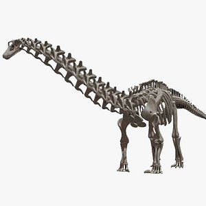 3D diplodocus skeleton