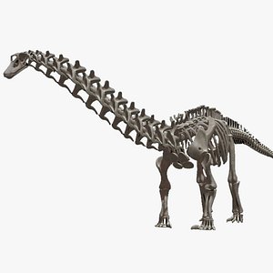 Diplodocus Skeleton
