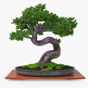 bonsai realistic 3d fbx