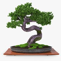 Bonsai Tree