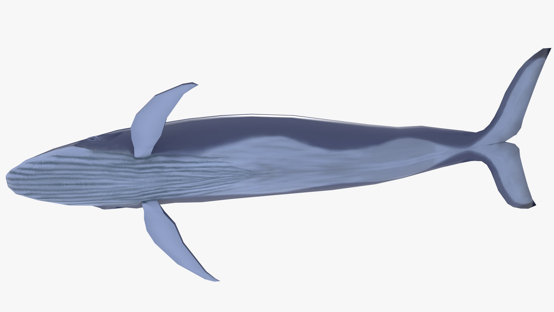 3D model blue whale - TurboSquid 2095218