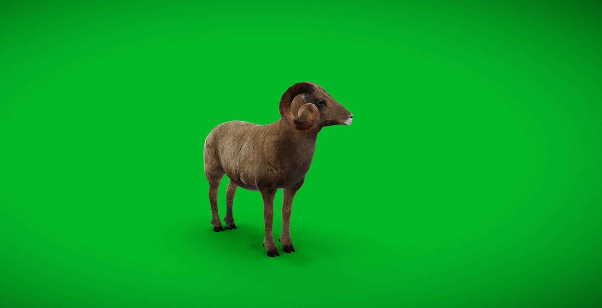 Desert Bighorn Sheep Male model https://p.turbosquid.com/ts-thumb/jv/4T8PxO/AP/screenshot_20250510_000004/jpg/1746820173/1920x1080/fit_q87/40405cc38a65d4e1b637b59beadd71997bc2cd93/screenshot_20250510_000004.jpg