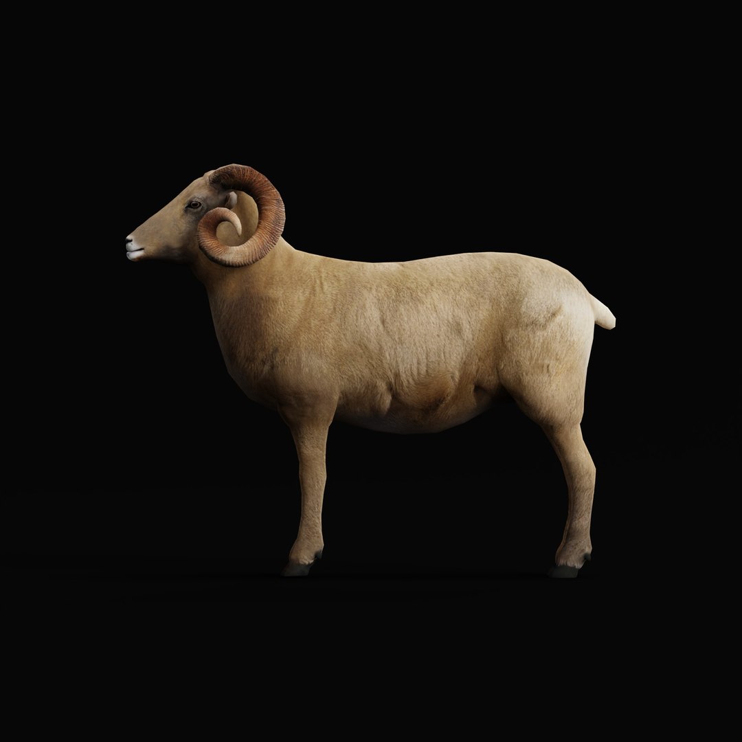 Desert Bighorn Sheep Male model https://p.turbosquid.com/ts-thumb/jv/4T8PxO/Bi/desert_bighorn_sheep_male_rig_ao_0001/jpg/1746820166/1920x1080/fit_q87/2d4cef1ba404e7599d09fe8b19fb92881ca46d03/desert_bighorn_sheep_male_rig_ao_0001.jpg
