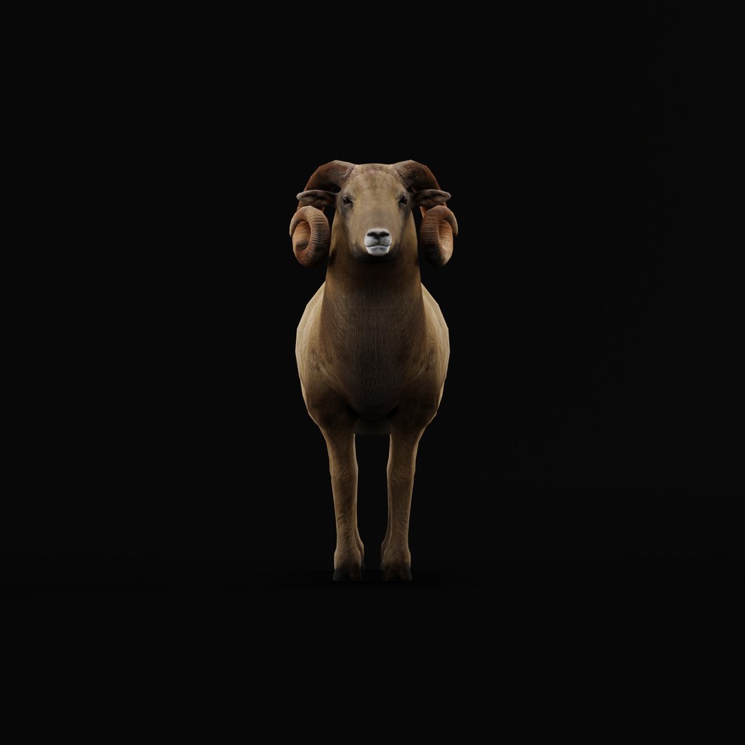 Desert Bighorn Sheep Male model https://p.turbosquid.com/ts-thumb/jv/4T8PxO/Ke/desert_bighorn_sheep_male_rig_ao_0000/jpg/1746820165/1920x1080/fit_q87/5dcb252c6292086f3732b409d186d1169284e9e4/desert_bighorn_sheep_male_rig_ao_0000.jpg