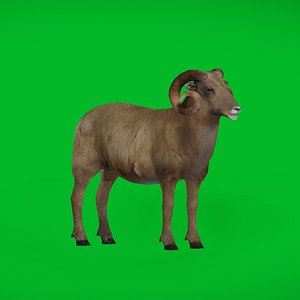 Desert Bighorn Sheep Male model