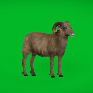 Desert Bighorn Sheep Male