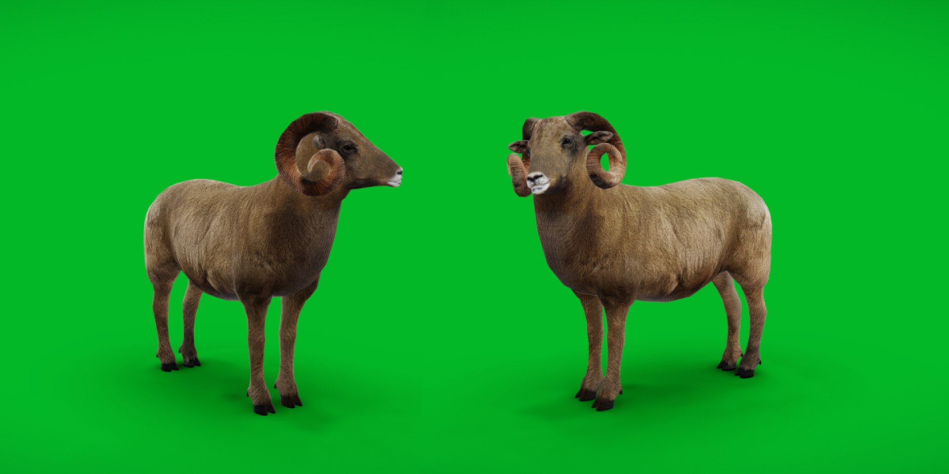 Desert Bighorn Sheep Male model https://p.turbosquid.com/ts-thumb/jv/4T8PxO/TL/desert_bighorn_sheep_malecopy/png/1746820115/1920x1080/fit_q87/f0d686466a66c3ff9e254eadf198c8fcbdd4a8ab/desert_bighorn_sheep_malecopy.jpg