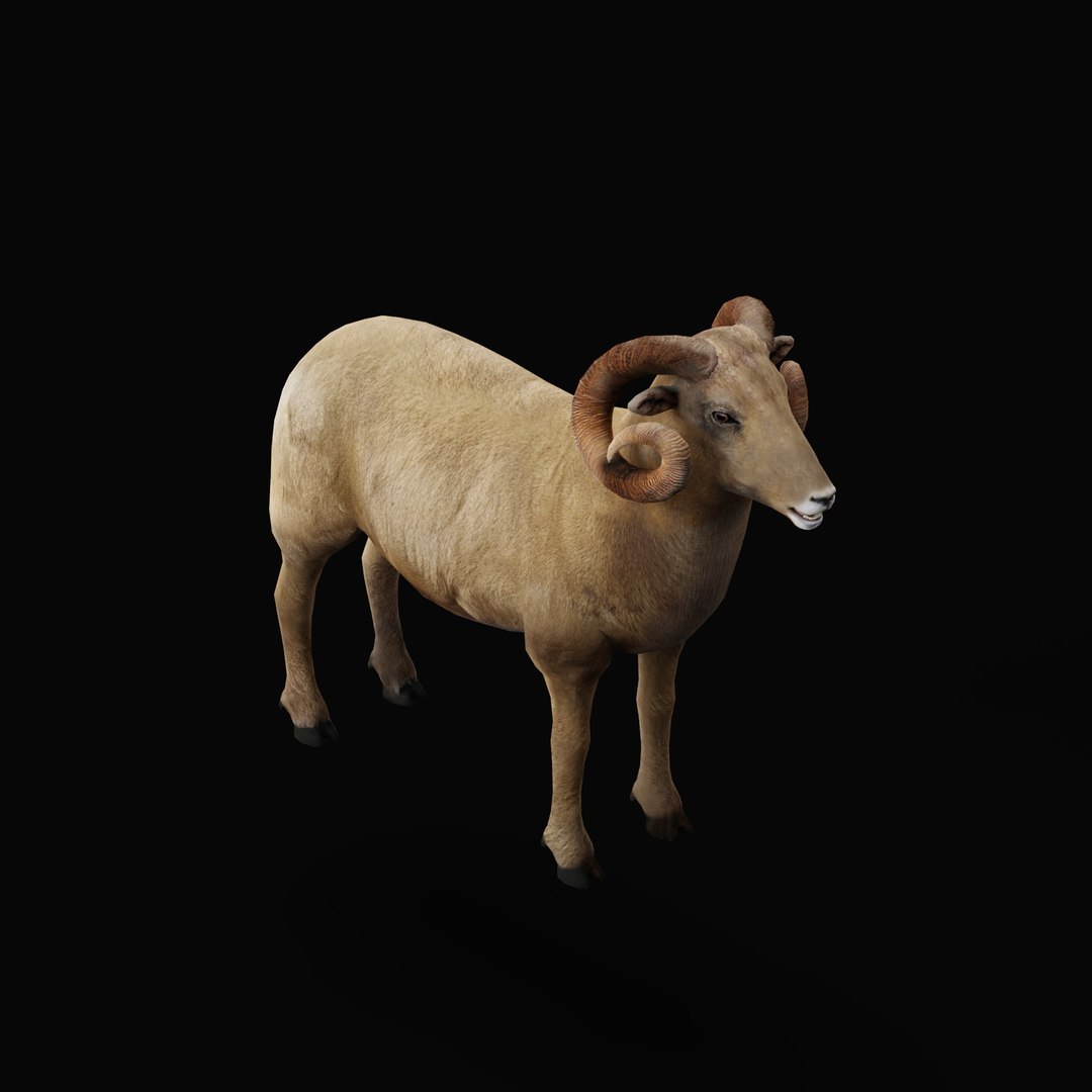 Desert Bighorn Sheep Male model https://p.turbosquid.com/ts-thumb/jv/4T8PxO/fC/desert_bighorn_sheep_male_rig_ao_0004/jpg/1746820167/1920x1080/fit_q87/847dfb4fb70a6fbd2590936d2368927197a2c351/desert_bighorn_sheep_male_rig_ao_0004.jpg