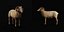 Mouflon d'Amérique mâle du désert