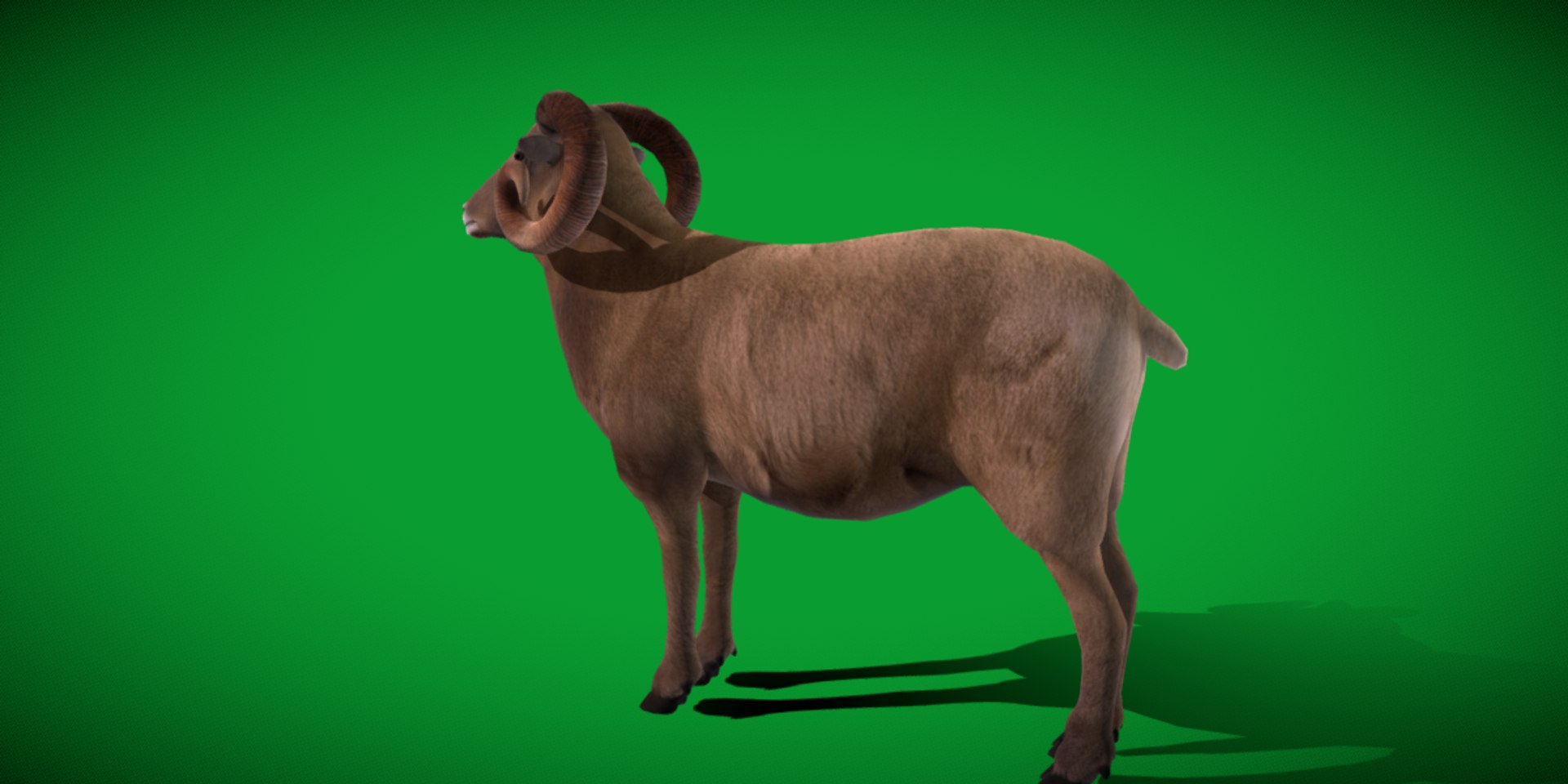 Desert Bighorn Sheep Male model https://p.turbosquid.com/ts-thumb/jv/4T8PxO/x5/desert_bighorn_sheep22/png/1746820145/1920x1080/fit_q87/9abec3d124ac0f9d69884686594c95f88c4155db/desert_bighorn_sheep22.jpg