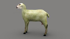 Sheep