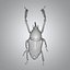3D Weevil beetle model
