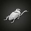 3D Weevil beetle model