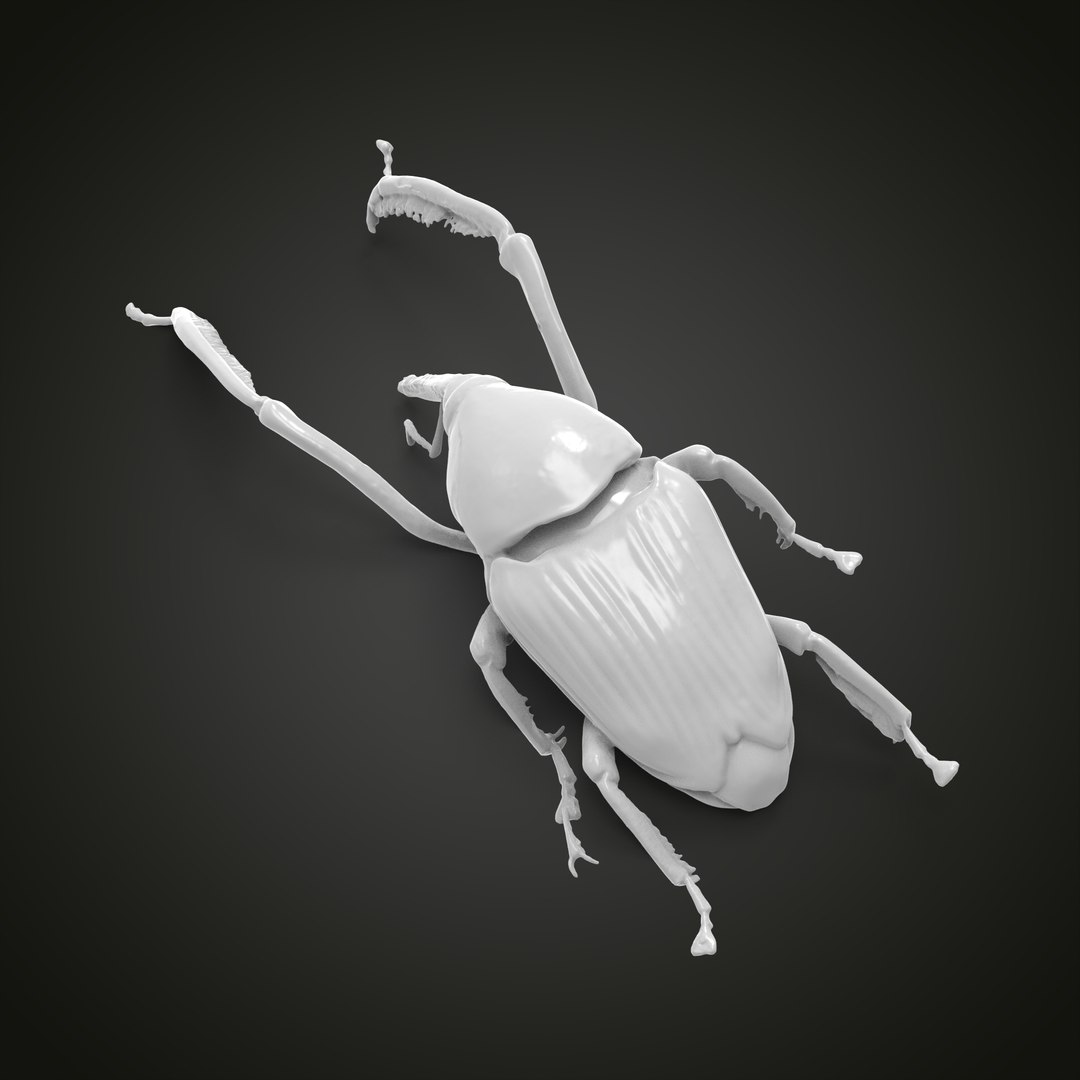 3D Weevil beetle model https://p.turbosquid.com/ts-thumb/jv/FmsR2J/vK/1.4/jpg/1647709211/1920x1080/fit_q87/7f69adea441552d887e3c9ea246c73f3f95b612b/1.4.jpg