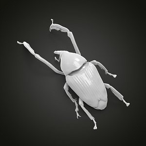 3D Weevil beetle model