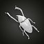 3D Weevil beetle model