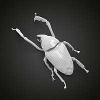 Weevil beetle