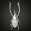 3D Weevil beetle model