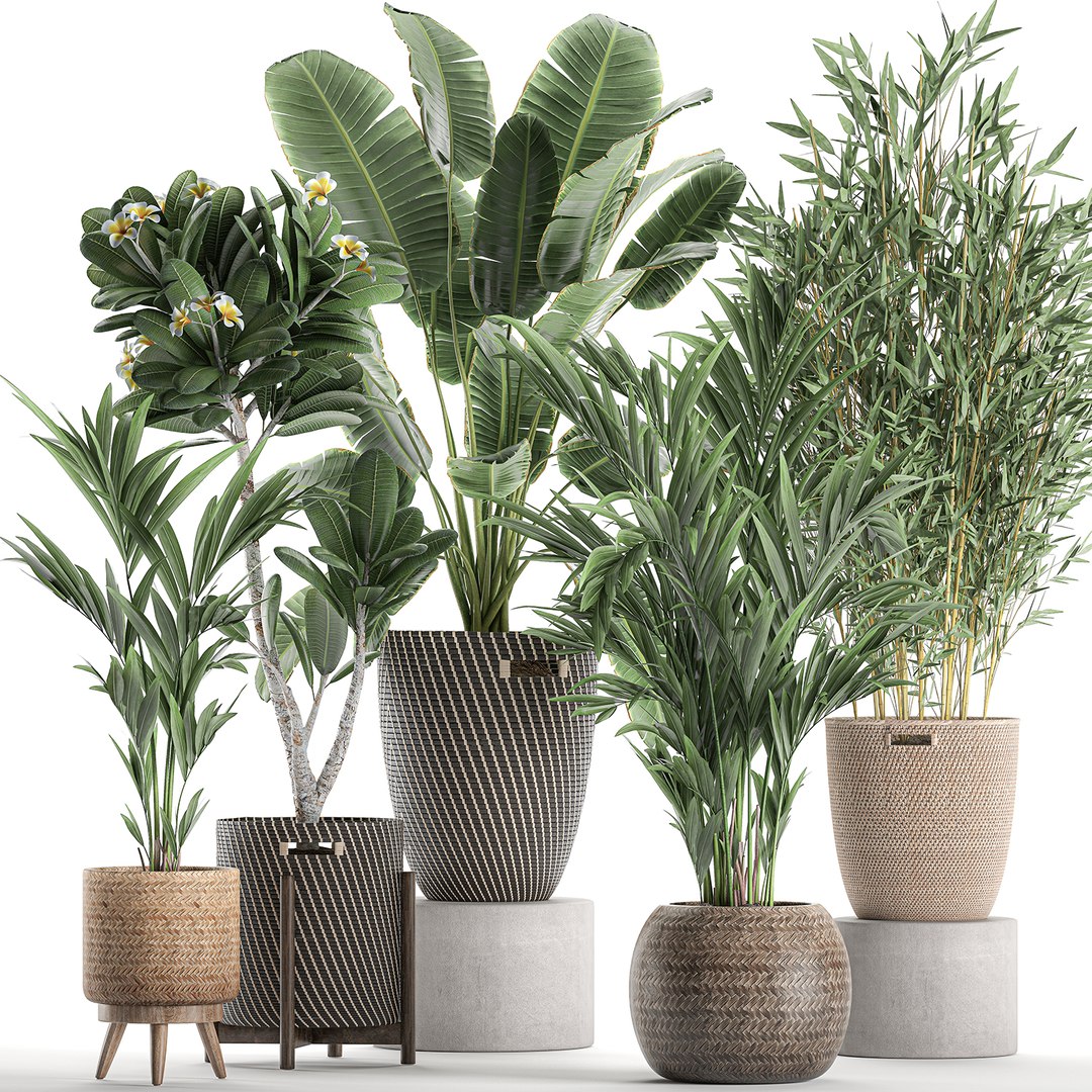 Plants Interior Baskets 3D Model - TurboSquid 1589751