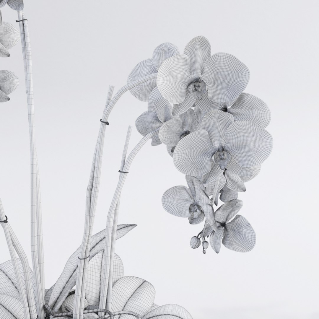 realistic orchids 3ds https://p.turbosquid.com/ts-thumb/jv/XAUJGO/3LmQ0qm2/render6/jpg/1435663539/1920x1080/fit_q87/c178e3bafeafd5c5280c6ef46db34cb8166dbbb3/render6.jpg