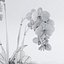 Orquídea Phalaenopsis