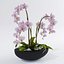 Orquídea Phalaenopsis