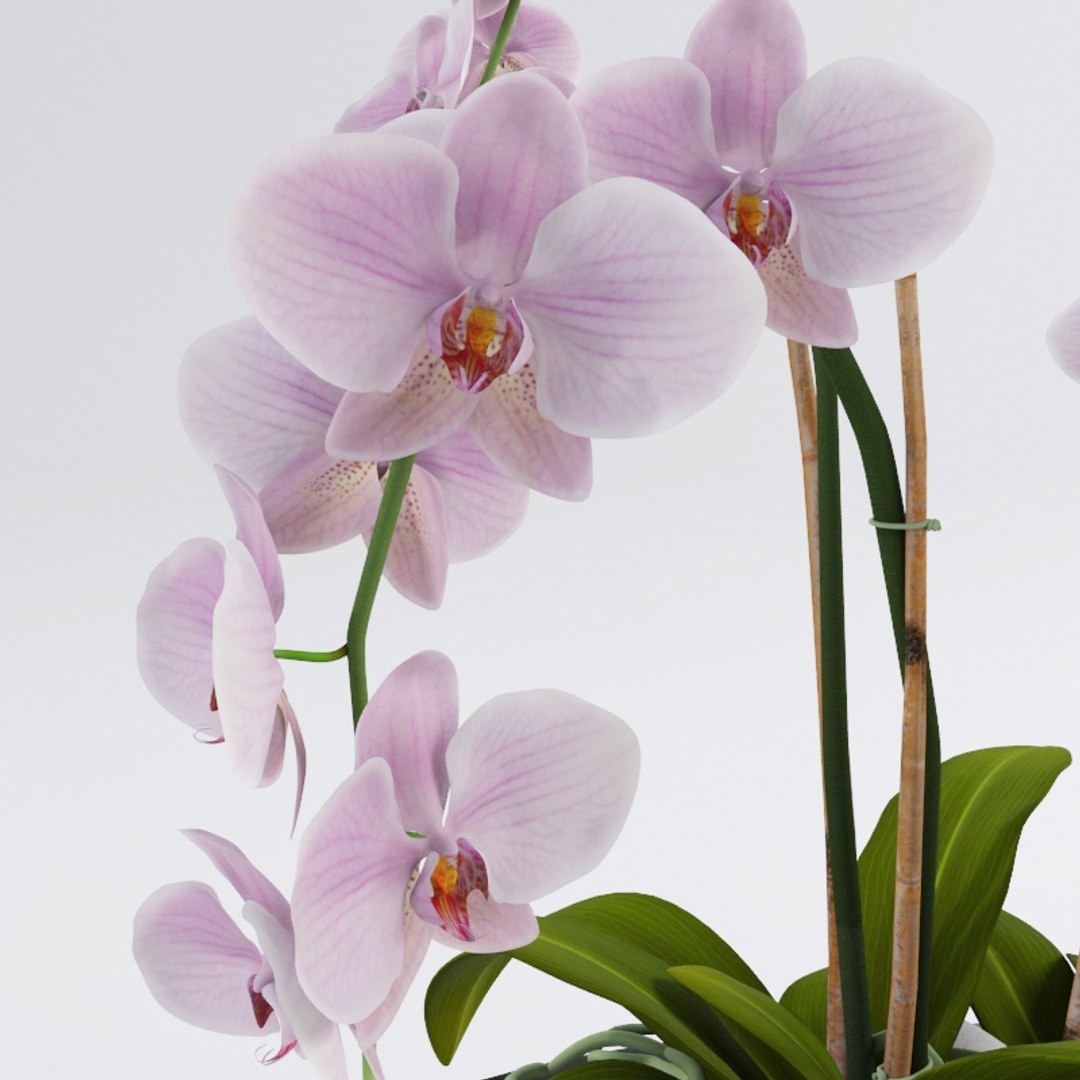 realistic orchids 3ds https://p.turbosquid.com/ts-thumb/jv/XAUJGO/OOxA7Qp6/render2/jpg/1435663535/1920x1080/fit_q87/72411e3cf50360ce6d0a339278ad551507ab32f1/render2.jpg
