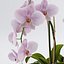 Orquídea Phalaenopsis