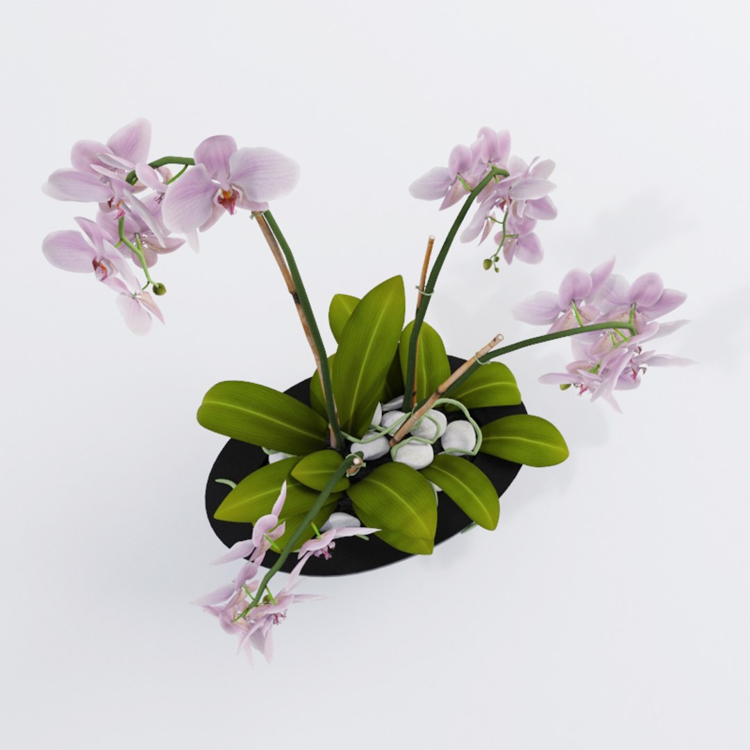 realistic orchids 3ds https://p.turbosquid.com/ts-thumb/jv/XAUJGO/p8uy2tQN/render5/jpg/1435663535/1920x1080/fit_q87/068d5ed4f663d744ec286f3faff5e7a928604edb/render5.jpg
