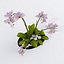 Orquídea Phalaenopsis
