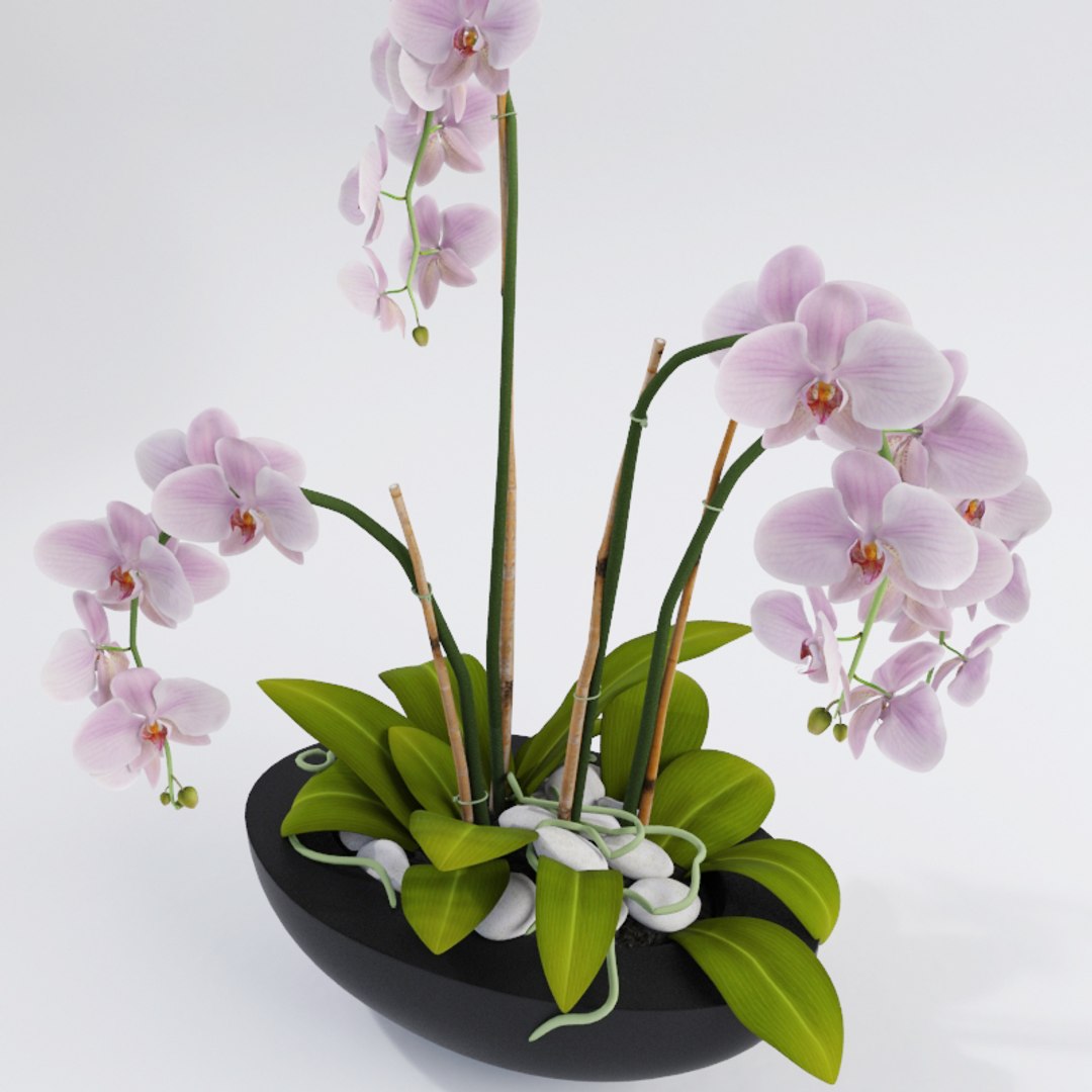 realistic orchids 3ds https://p.turbosquid.com/ts-thumb/jv/XAUJGO/zAtwuh45/render3/jpg/1435663535/1920x1080/fit_q87/6edd4077c859570d62c8d6cde38a3460ea7568a9/render3.jpg