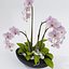 Orquídea Phalaenopsis