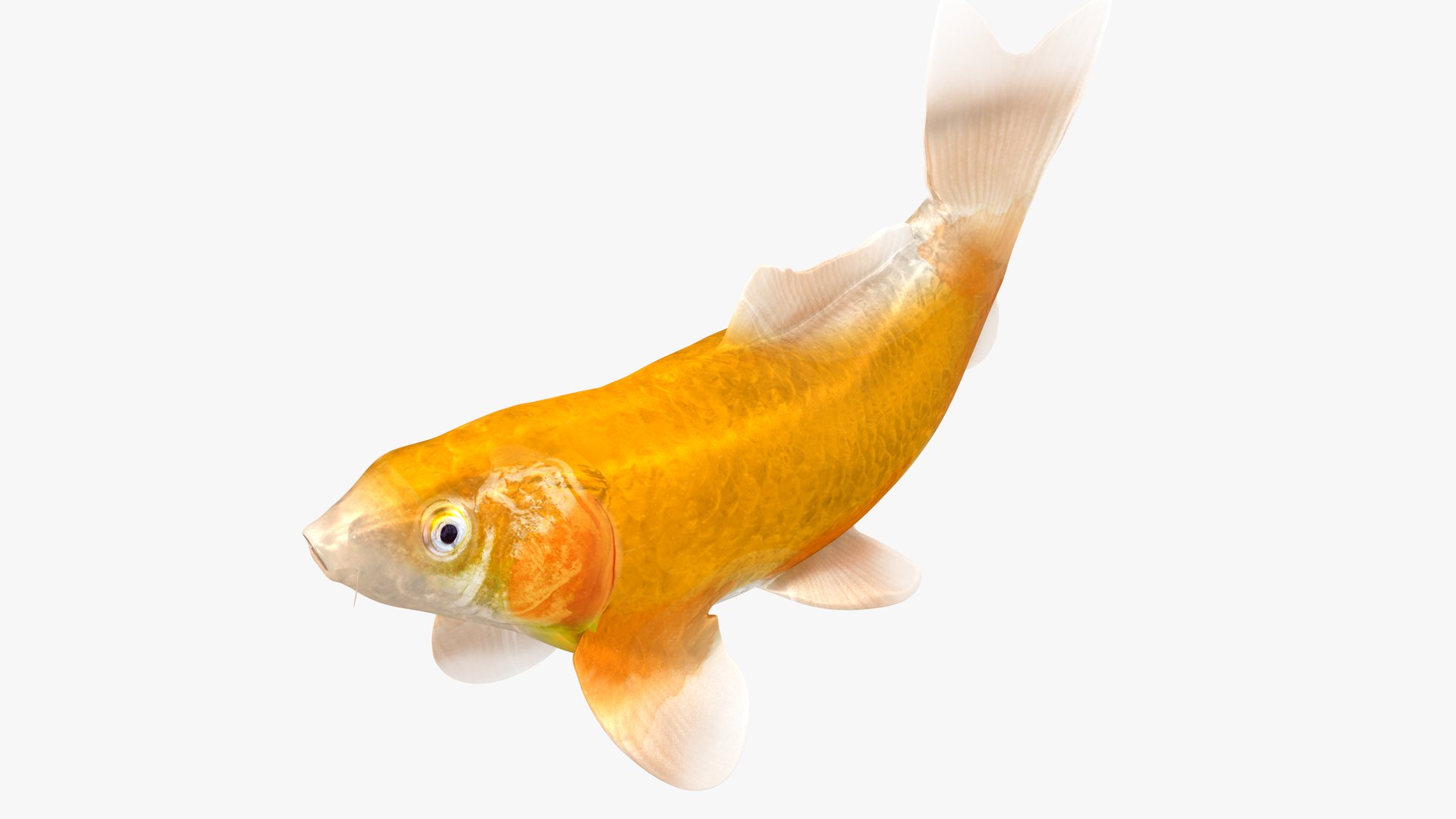 3D Japanese Carp Fish Rigged L1760 model https://p.turbosquid.com/ts-thumb/jv/eOVCPB/5j/25_i23_0003/png/1658534120/1920x1080/fit_q87/e9953da383fc078489efe73f41c2cb322ac08245/25_i23_0003.jpg