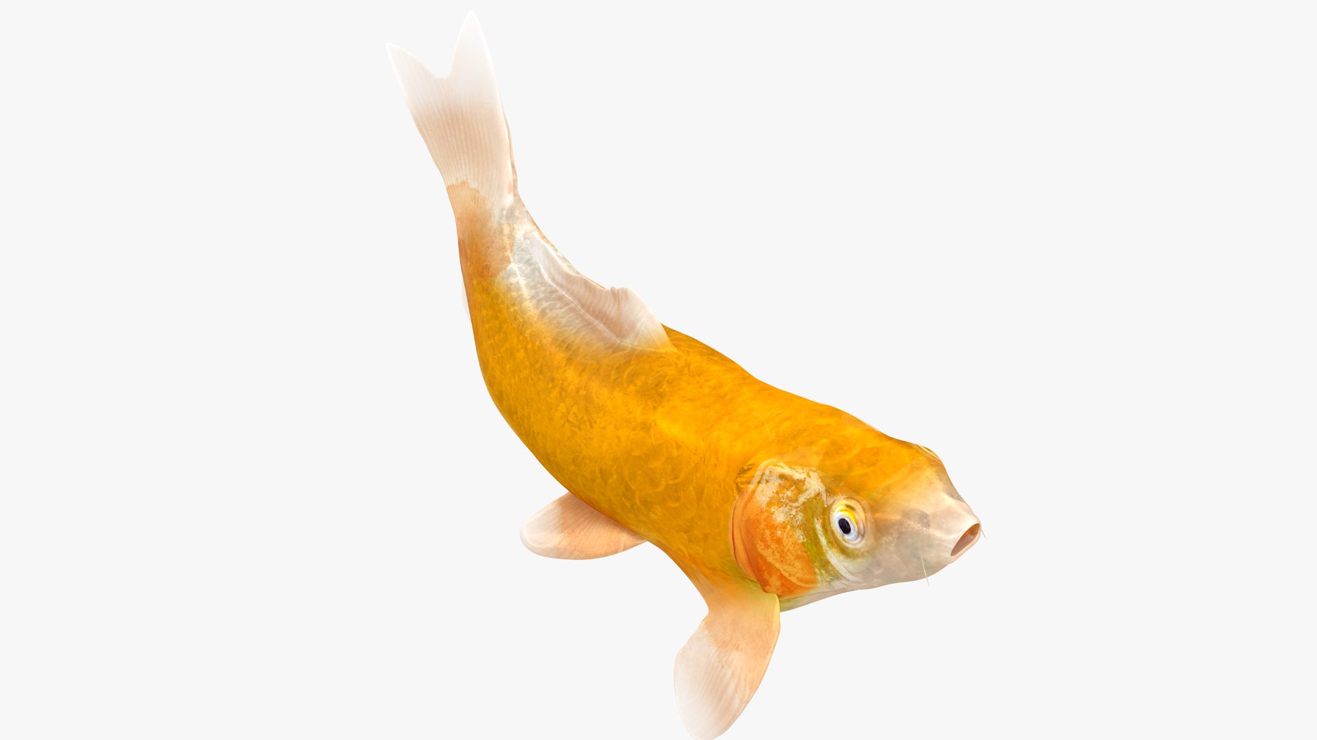 3D Japanese Carp Fish Rigged L1760 model https://p.turbosquid.com/ts-thumb/jv/eOVCPB/6k/01_0003/png/1658534086/1920x1080/fit_q87/864a60961ffa29777168eba3108b205f21154bc0/01_0003.jpg