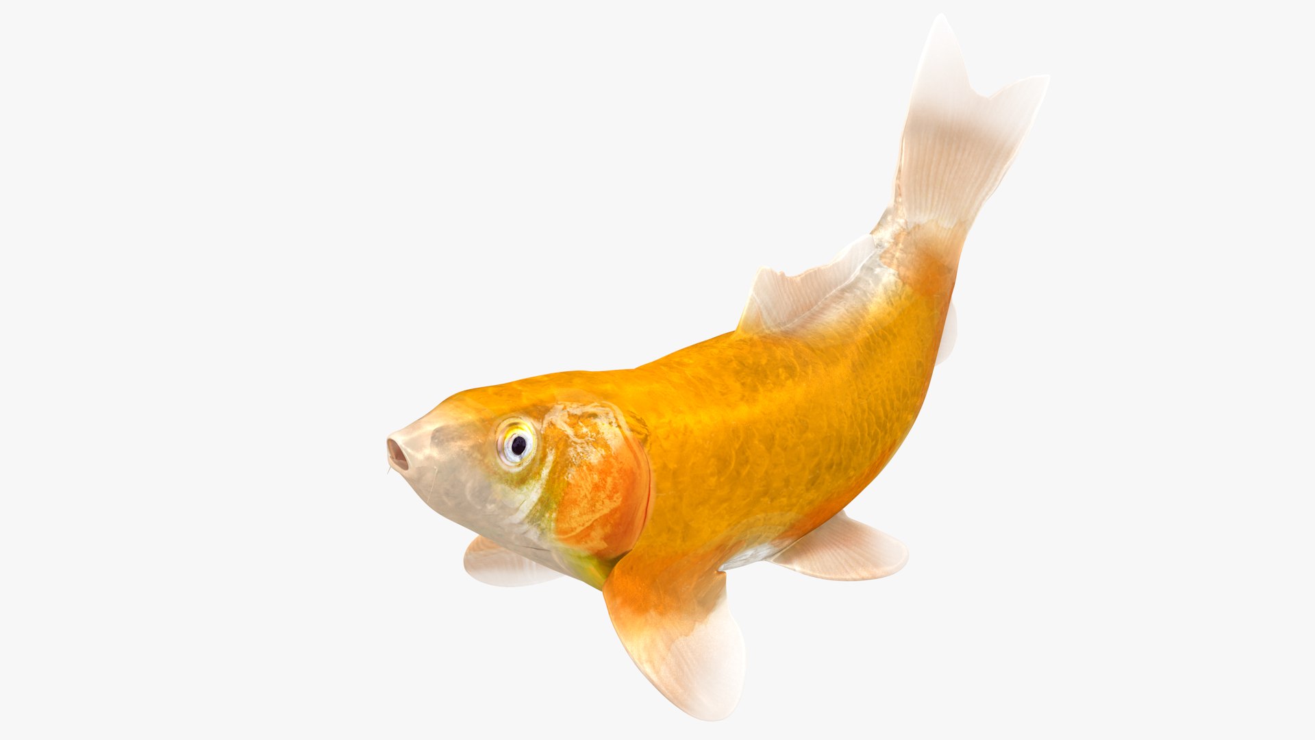 3D Japanese Carp Fish Rigged L1760 model https://p.turbosquid.com/ts-thumb/jv/eOVCPB/82/02_0003/png/1658534088/1920x1080/fit_q87/93f5a02cda9c86346d43a1e281a1c19317960792/02_0003.jpg
