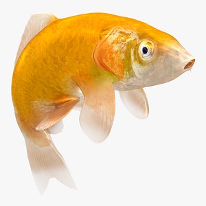 3D Japanese Carp Fish Rigged L1760 model