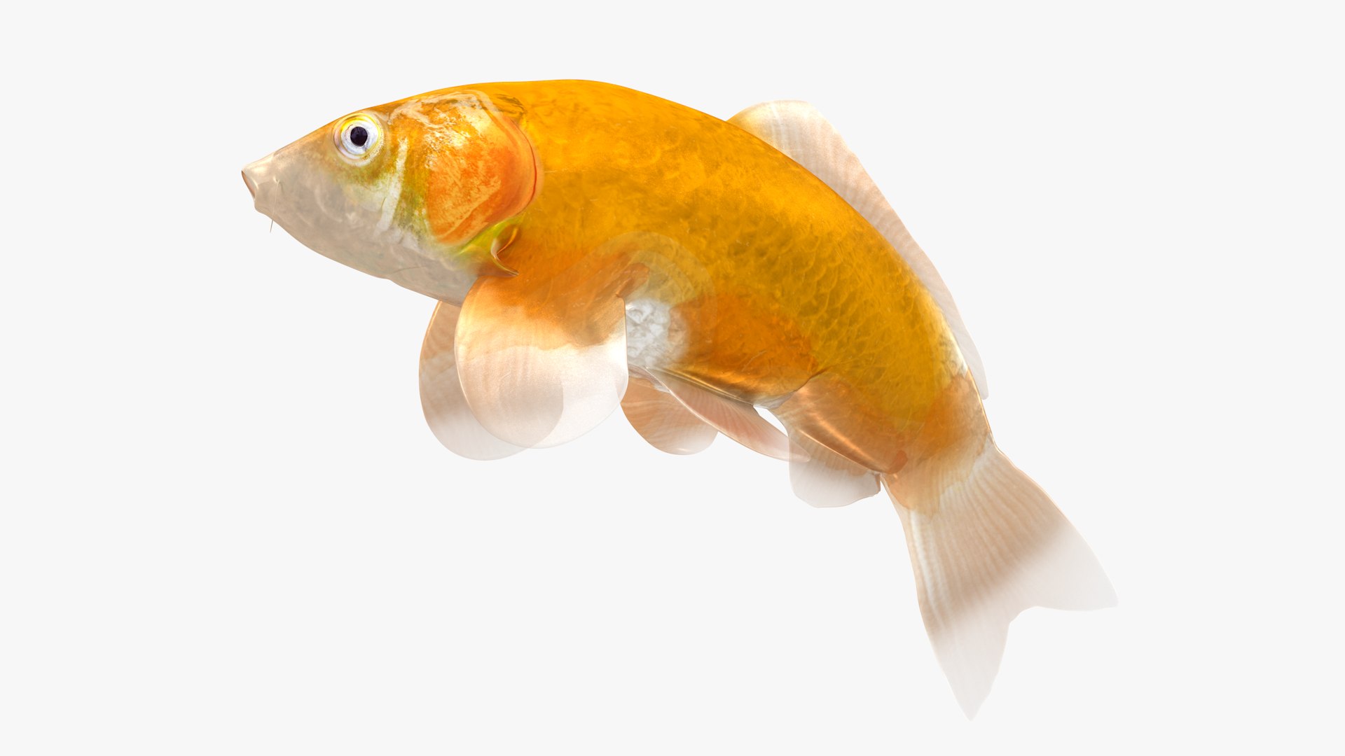 3D Japanese Carp Fish Rigged L1760 model https://p.turbosquid.com/ts-thumb/jv/eOVCPB/gh/29_i27_0003/png/1658534124/1920x1080/fit_q87/b66c96aa1143f09baa6ac786c61a17c5577b4b8c/29_i27_0003.jpg