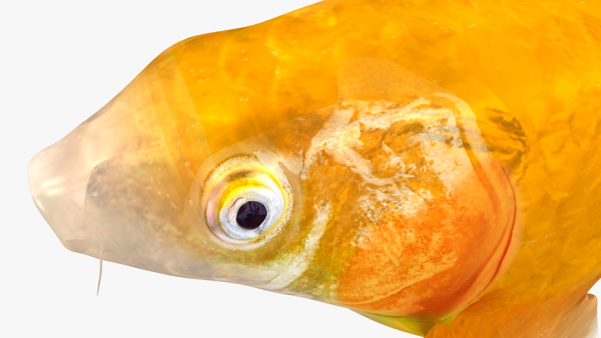 3D Japanese Carp Fish Rigged L1760 model https://p.turbosquid.com/ts-thumb/jv/eOVCPB/pR/21_i19_0003/png/1658534117/1920x1080/fit_q87/90946ead65125f0aab08ffb77ef74e9e32695891/21_i19_0003.jpg
