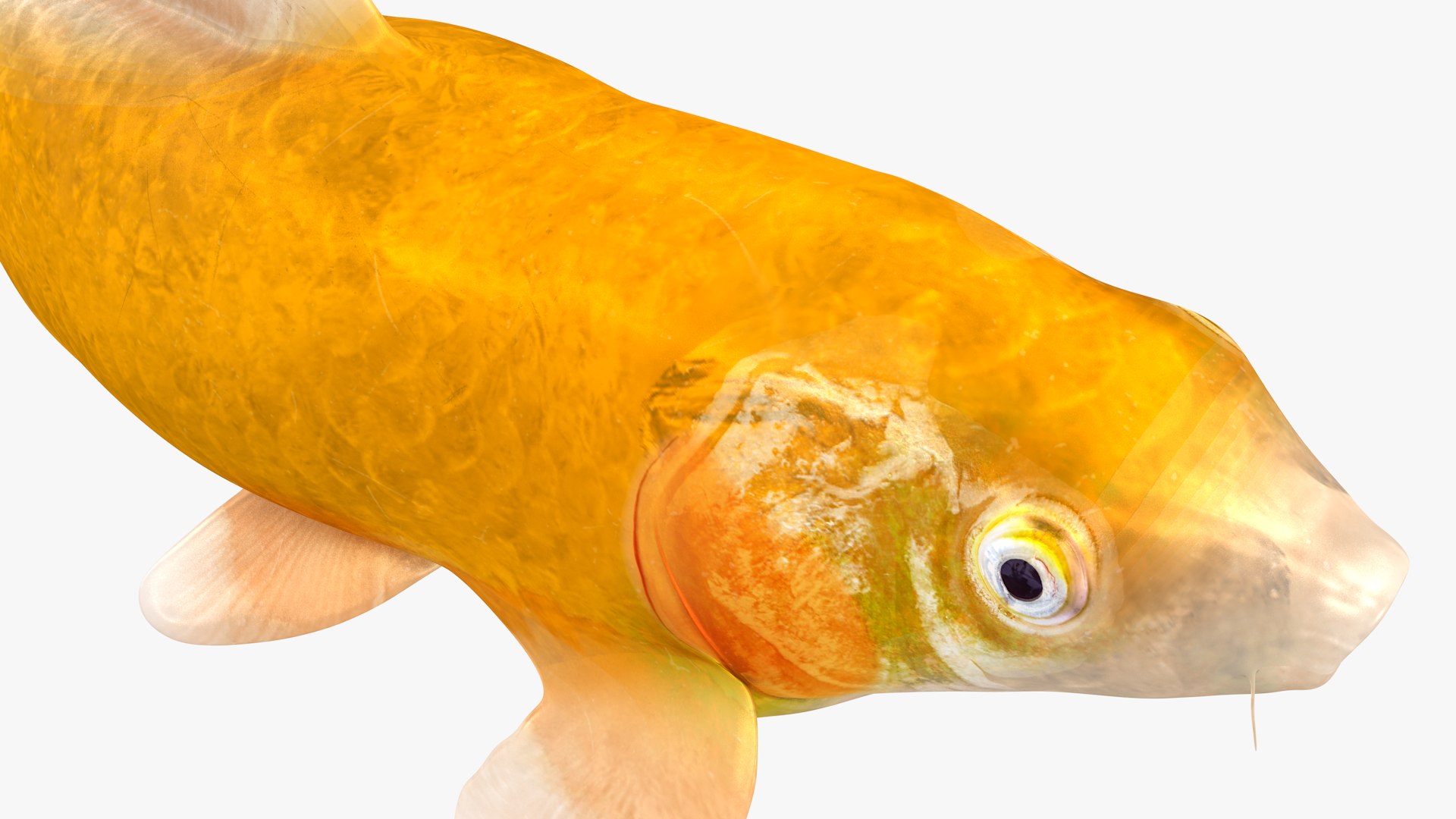 3D Japanese Carp Fish Rigged L1760 model https://p.turbosquid.com/ts-thumb/jv/eOVCPB/qH/20_i18_0003/png/1658534113/1920x1080/fit_q87/53aee6fe6ff1022c0e45d83a533f73585eb03cfa/20_i18_0003.jpg