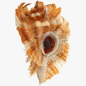 Pterinotus Miyokoae Sea Shell 3D model